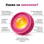 Absolute - липозомни витамини и минерали Надя Петрова, 60 капс.